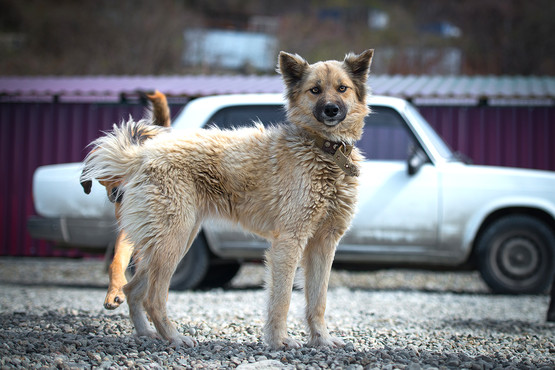 Wolf
