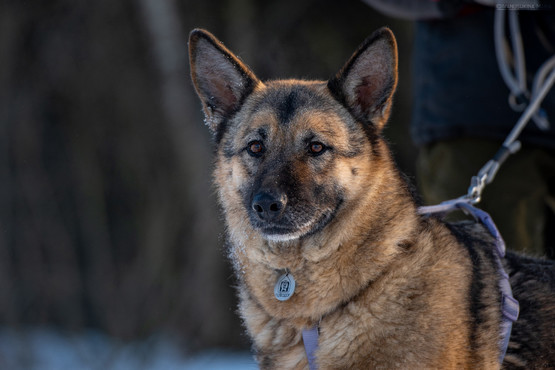 Лима