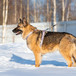 Лима