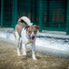 Ares