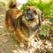 Sheba