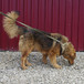 Kashtan