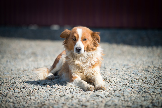 Dingo