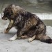 Zhuzha