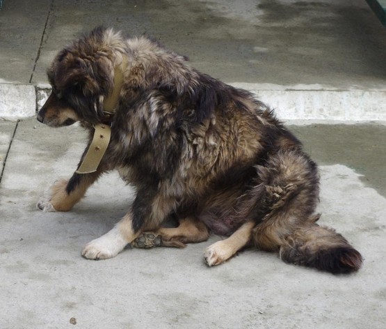 Zhuzha