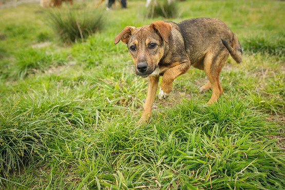 Khvostik (Little Tail)