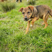 Khvostik (Little Tail)
