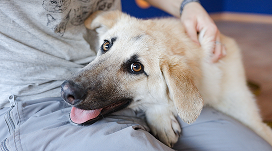 О приюте для бездомных собак «ПовоДог» в Сочи – история создания, помощь,  контакты